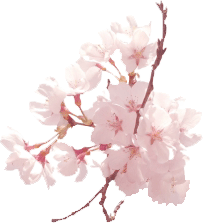 Photo image of Cherry blossom petals.